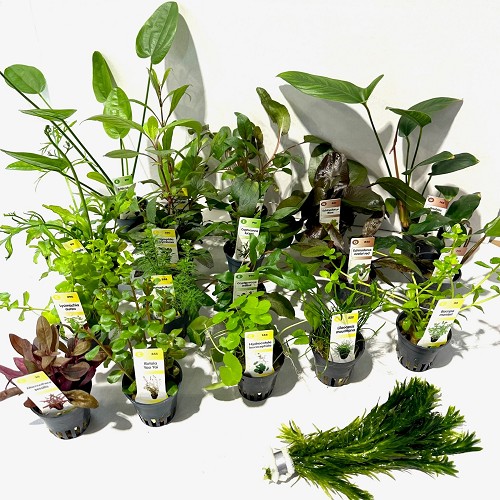 Plant package assortment 128 pc.

12x Anubias
18x Cryptocoryne
18x Echinodorus
60x Diverse planten
10x bundel Egeria densa
10x bundel Limnophila